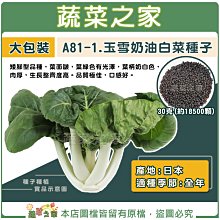 【蔬菜之家滿額免運00A81-1】大包裝.玉雪奶油白菜種子30克(約18500顆)牛奶白菜)※不適用郵寄掛號配送