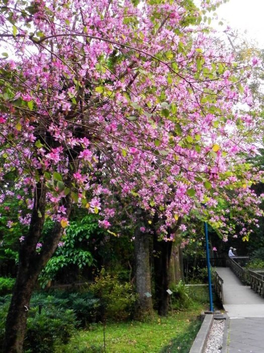 ╭＊田尾玫瑰園＊╯優良庭園用樹-(羊蹄甲)