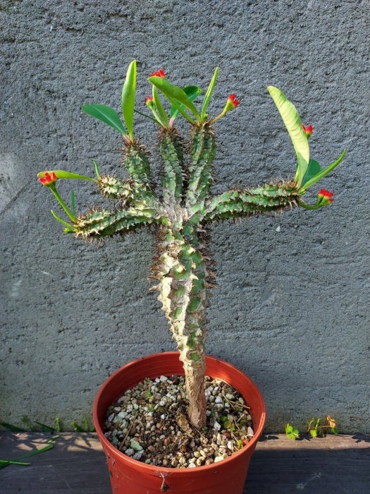 【石在好玩】伯傑麒麟 Euphorbia bergeri