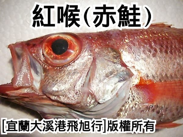 紅喉魚(赤鮭)....長年推薦對象