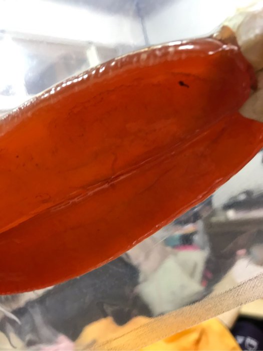 頂級黃金野生烏魚子5.8-6.0手工日曬 保證好吃 年節美食伴手禮/烏魚子禮盒