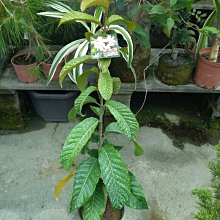 花花世界_木質藤本*百合藤*-木百合-清明花/5吋盆/高130-150cm/MA*無法超取*