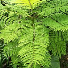 元茂園藝龍潭園區-藍花楹 足五年樹齡，塑膠盆裝