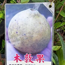 花花世界_水果苗 *木敦果 *-巴埃爾果 /4吋/高30-40cm/MA