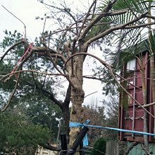 元茂園藝中壢高鐵南路園區 花架頂級藤蔓 日本紫藤花極老樹頭 全台最漂亮的樹型 沒有之一 實品拍攝免運費宅配