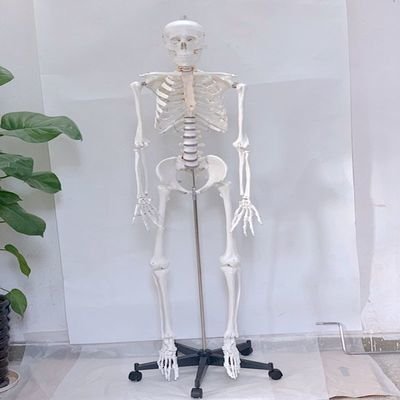 【熱賣精選】男性170CM人體骨骼人骨架骷髏標本教學模型展示密室逃脫影視道具特價