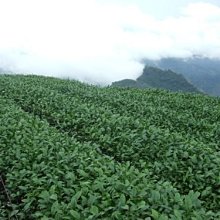 【茶葉館】112年春茶上市！杉林溪龍鳳峽金萱~凍奶霜顯，回甘良久~甘醇順口~貨到再免運!!!