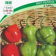 【野菜部屋~】M17 紅色鬼椒種子8粒 , 辣度高 , 香氣足 , 知名品種 , 每包15元~