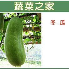 【蔬菜之家滿額免運】G09.冬瓜種子0.8克(約15顆)(青殼長冬瓜，果長.蔬菜種子)