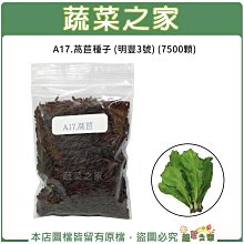 【蔬菜之家滿額免運】A17.萵苣種子7500顆(明豐3號.耐熱、耐寒及耐濕性均強。煮食時微甜.蔬菜種子)