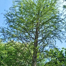 元茂園藝中壢高鐵南路園區落羽松 十餘年樹齡移植袋裝 批發價供應 如需運送運費及種植工資另計 秋天會變色(宜蘭、台北、桃竹苗單次五棵以上即可外送)