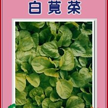 【野菜部屋~】A07白莧菜種子 1斤(600公克) , 300元 , 葉多質嫩 , 含豐富鈣質~