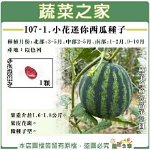 【蔬菜之家滿額免運】 I07-1.小花迷你西瓜種子1顆 F1 春夏初秋 果重介於1.6-1.8公斤 果皮花斑 微種子型 水果 種子 西瓜 園藝 種植