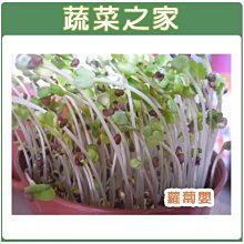 【蔬菜之家滿額免運00J02】蘿蔔嬰芽菜種子200克(約14000顆)  賣場另有其他芽菜種子※此商品不適用郵寄