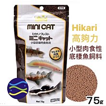 微笑的魚水族☆Hikari-高夠力【小型肉食性底棲魚飼料75g】(迷你顆粒) 底棲肉食魚專用HK-28504