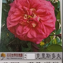 花花世界_玫瑰苗--克里斯多夫，Christopher Marlowe--7吋盆/高30-50公分(超取限單盆)