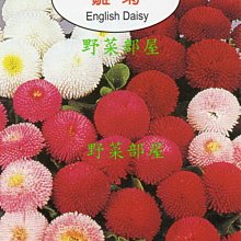 【野菜部屋~】Y82 雛菊 English Daisy~天星牌原包裝種子~每包17元~