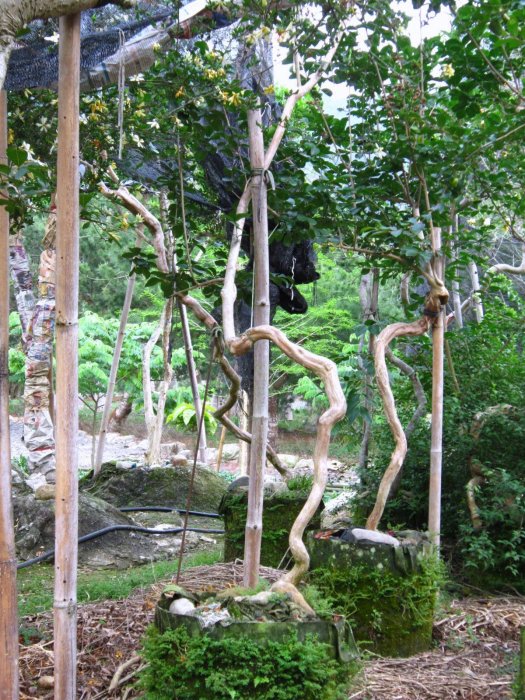 阿木園藝 奇型庭園樹 小花紫薇 適合庭院造景 種植於美植袋適合夏天移植