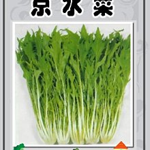 【野菜部屋~】E14 日本早生京水菜種子1.3公克 , 食用清香爽口 , 每包15元~
