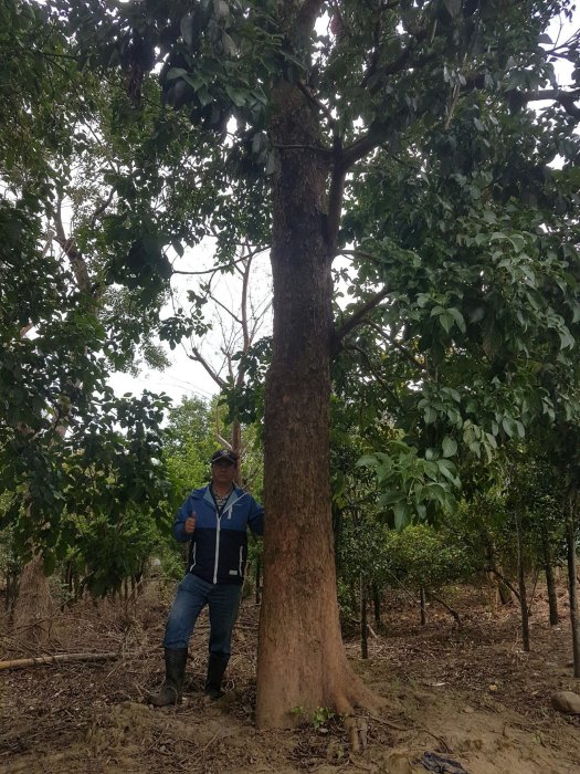 (青山園藝) 茄苳 米徑約50cm 高度約12米 真柏桂花黑松紫檀油杉青楓象牙木真柏