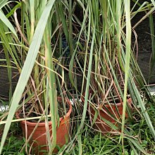 元茂園藝中壢高鐵南路園區 香茅 一年盆栽 每單位一盆