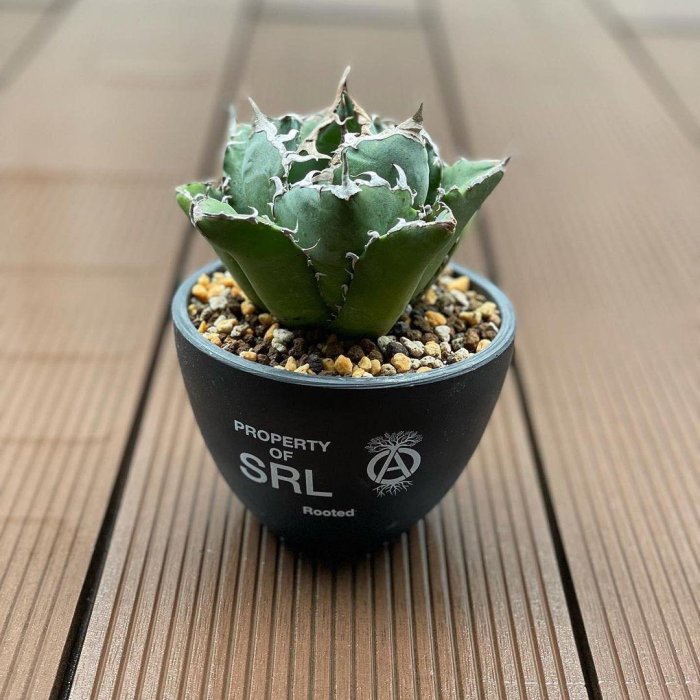 希望商店】 NEIGHBORHOOD SRL.ROUND-M/P-PLANT POT 21SS 中型塊根盆器