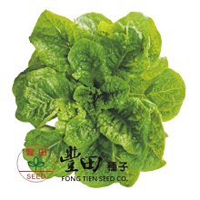 【野菜部屋~中包裝】B45 陽光甜脆萵苣種子20公克 , 顏色翠綠 , 葉厚柔嫩 , 每包180元 ~