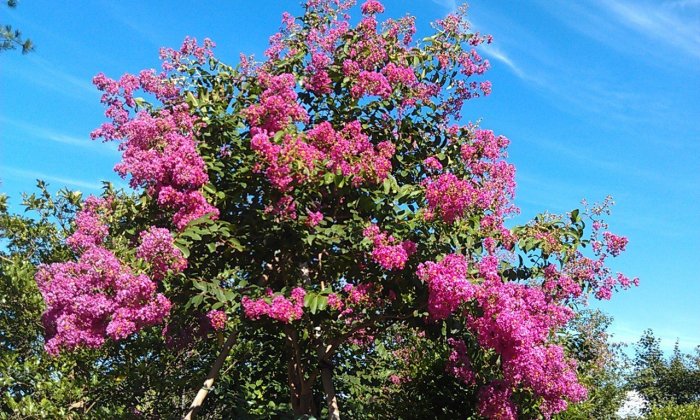 【竹林農莊】紫薇 /九芎 庭園樹3 ~ 已被收藏囉！