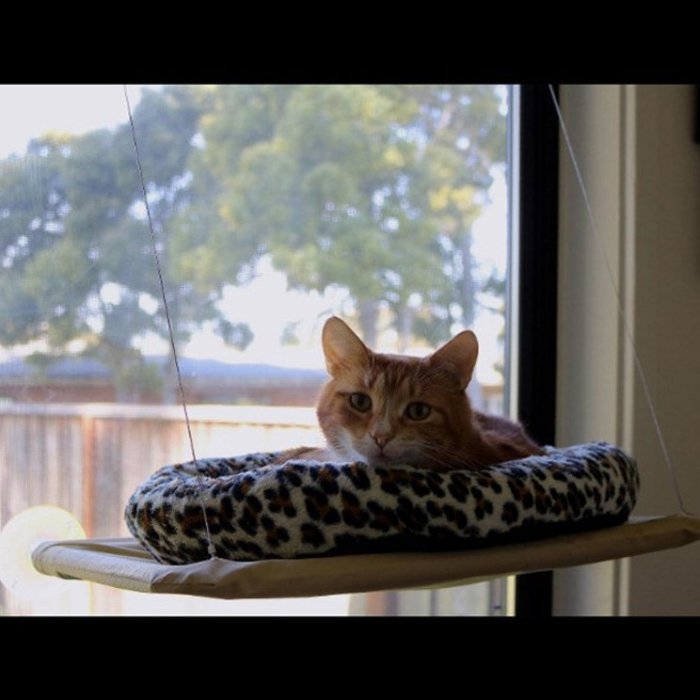 【附發票】 貓咪窗台吊床 爬架 貓床 寵物 窗台式 貓吊床 牢固 吸盤 貓咪床 貓砂 貓跳台 貓抓板 貓飼料 貓砂盆
