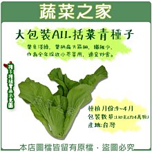 【蔬菜之家滿額免運00A11】大包裝.括菜青種子130克(蔬菜種子)※此商品運費請選宅配※