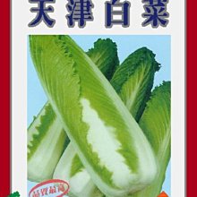 【野菜部屋~】G02日本天津白菜種子0.65公克 , 長型竹筍白菜, 每包15元~