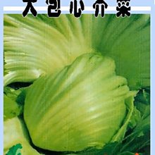 【野菜部屋~】H05大包心芥菜種子3.2公克 , 又稱駝背菜 , 每包15元~