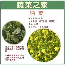 【蔬菜之家滿額免運00A16】大包裝.油菜種子380克(約13萬顆)(蔬菜種子)※此商品運費請選宅配※