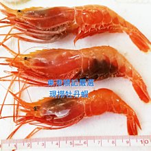 東港順記 嚴選魚船當日現流 牡丹刺蝦+胭脂蝦+葡萄蝦+刺螺+花枝各一台斤+油魚+鮭魚 客製化賣場