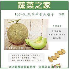 【蔬菜之家滿額免運】I03-5.凱蒂洋香瓜種子 5顆 耐白粉病，生長勢強，中等節間。中粗浮網，圓果綠肉，子腔小 哈密瓜 洋香瓜 種子 種植 園藝 水果