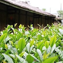 【茶葉館】茶農直營~阿里山珠露茶~高山金萱~溫潤甘醇~產地批發價~免運唷!!