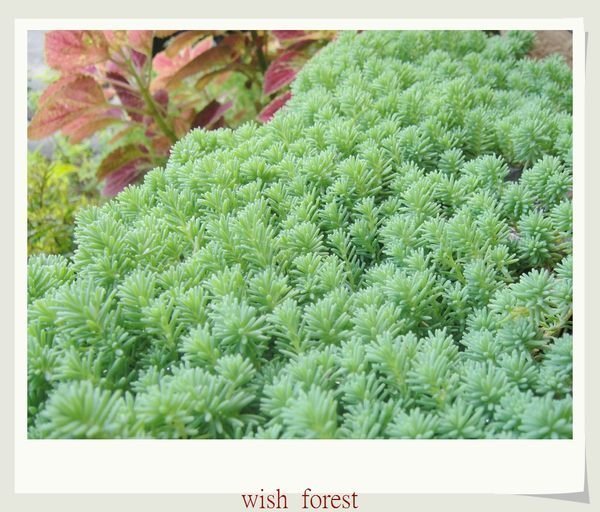 WISH FOREST【多肉植物。薄雪萬年草】。頂樓最佳地被植物~盆栽盆景點綴盆土素材