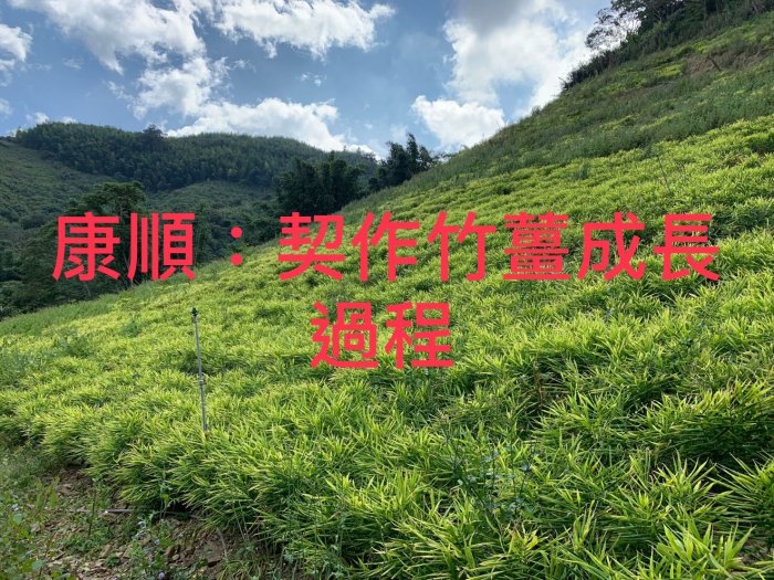 買6瓶送1瓶（原始點熱源）手工椰子油竹薑膏60g代工製作1罐260元市價450.人工手肘.竹薑粉.竹薑片.薑膏.手工薑膏