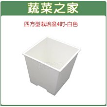 【蔬菜之家滿額免運】四方型栽培盆4吋-白色(厚)※此商品運費適用宅配貨運※