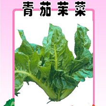 【野菜部屋~】B16 青茄茉菜(菾菜)種子6.5公克 , 含豐富維他命A , 每包15元~