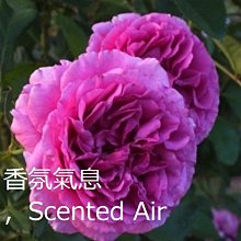 (缺貨中)花花世界_玫瑰苗--香氛氣息，Scented Air --強香豐花/3.5吋盆/高10~30公分/MA