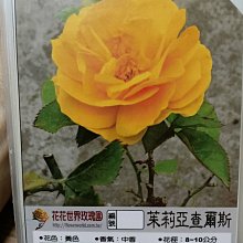 花花世界_玫瑰苗**茱莉亞查爾德，Julia Child**/3.5吋黑軟盆/高10~20公分/MA