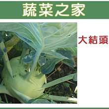 【蔬菜之家滿額免運】C08.大結頭種子10顆(約一般傳統結頭菜2~3倍大.球莖大.纖維少.不易老化.蔬菜種子)