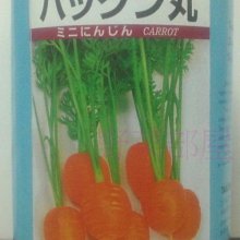 【野菜部屋~】I32 櫻桃人參種子0.8公克 , 日本進口 , 肉質鮮甜且細嫩 , 每包15元~