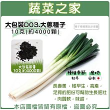 【蔬菜之家滿額免運00D03】大包裝.大蔥種子10克(約4000顆)※不適用郵寄掛號※