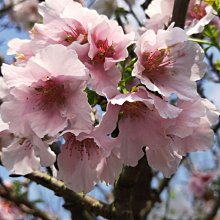 元茂園藝中壢園區 十年樹齡 墨染櫻花 超美 盛開中