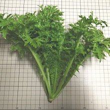 【野菜部屋~中包裝】E41 日本山葵菜種子20公克(約11200顆種子) , 受好評品種 , 些許辛辣味 ~~