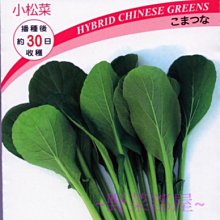 【野菜部屋~】E62 春選抜小松菜種子1.6公克 , 耐高溫 , 耐寒 , 耐乾燥 ,每包15元~