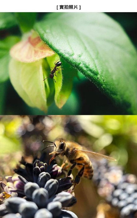 台灣公司貨 Bitplay 讓你手機一秒變專業相機 HD高階微距鏡頭 (HD Macro Lens) 手機鏡頭 微距