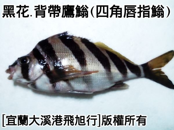 黑色三刀魚.黑花(背帶唇指翁)